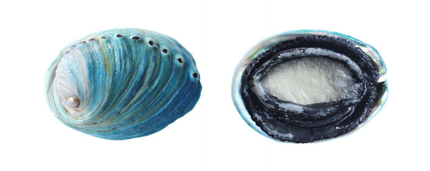 Blue-Abalone