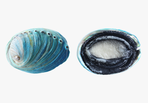 Blue-Abalone