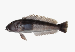Blue-Cod