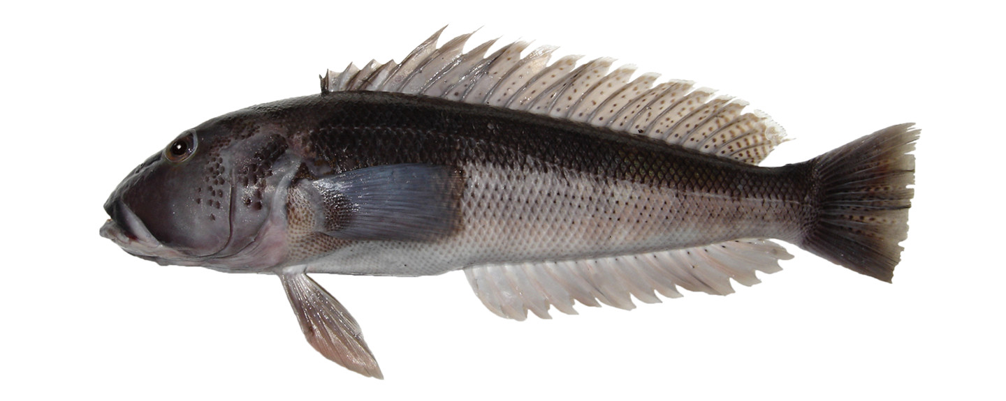 Blue-Cod