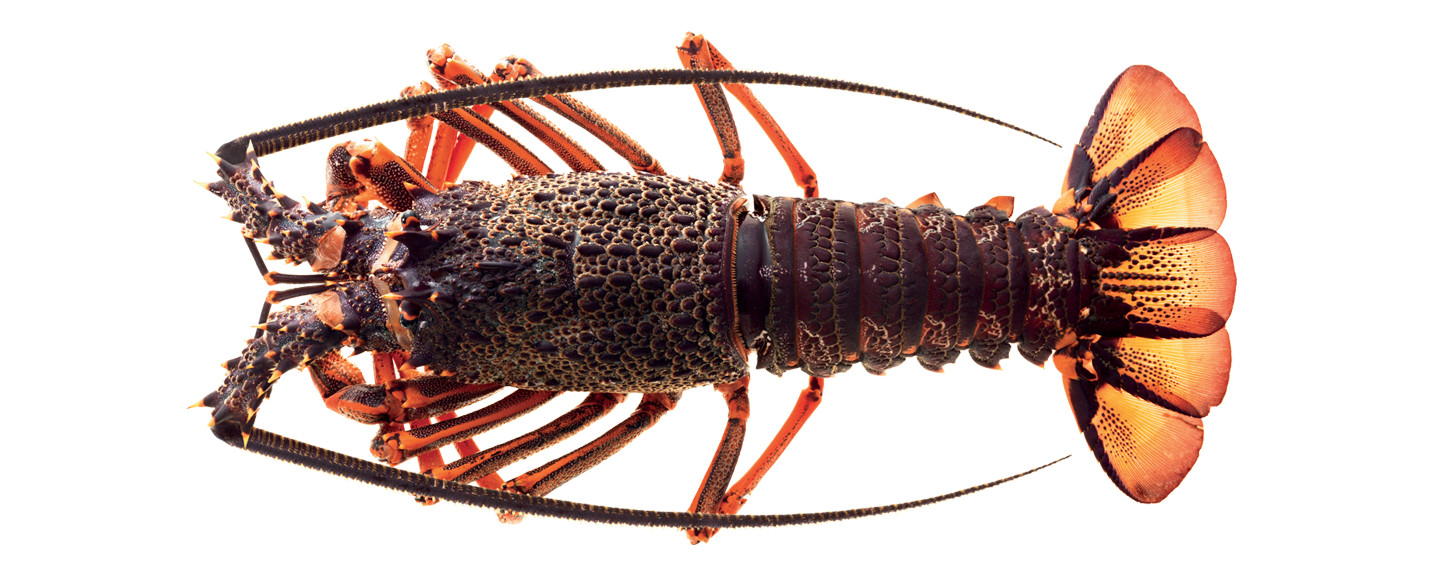 Lobster