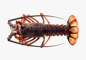 Lobster