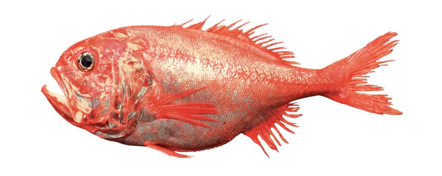 Orange-Roughy
