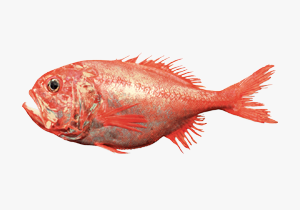 Orange-Roughy