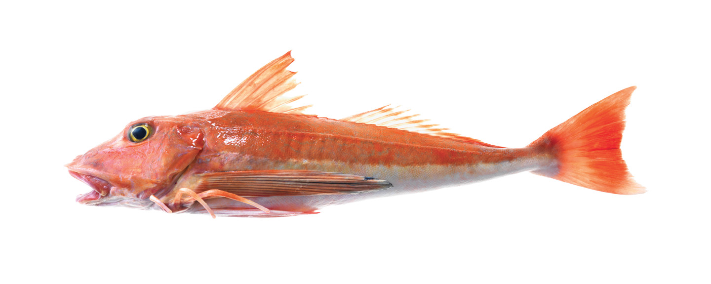 Red-Gurnard