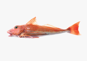 Red-Gurnard