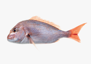 Snapper
