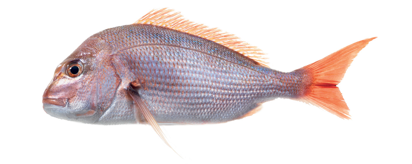 Snapper