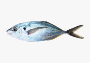 Trevally