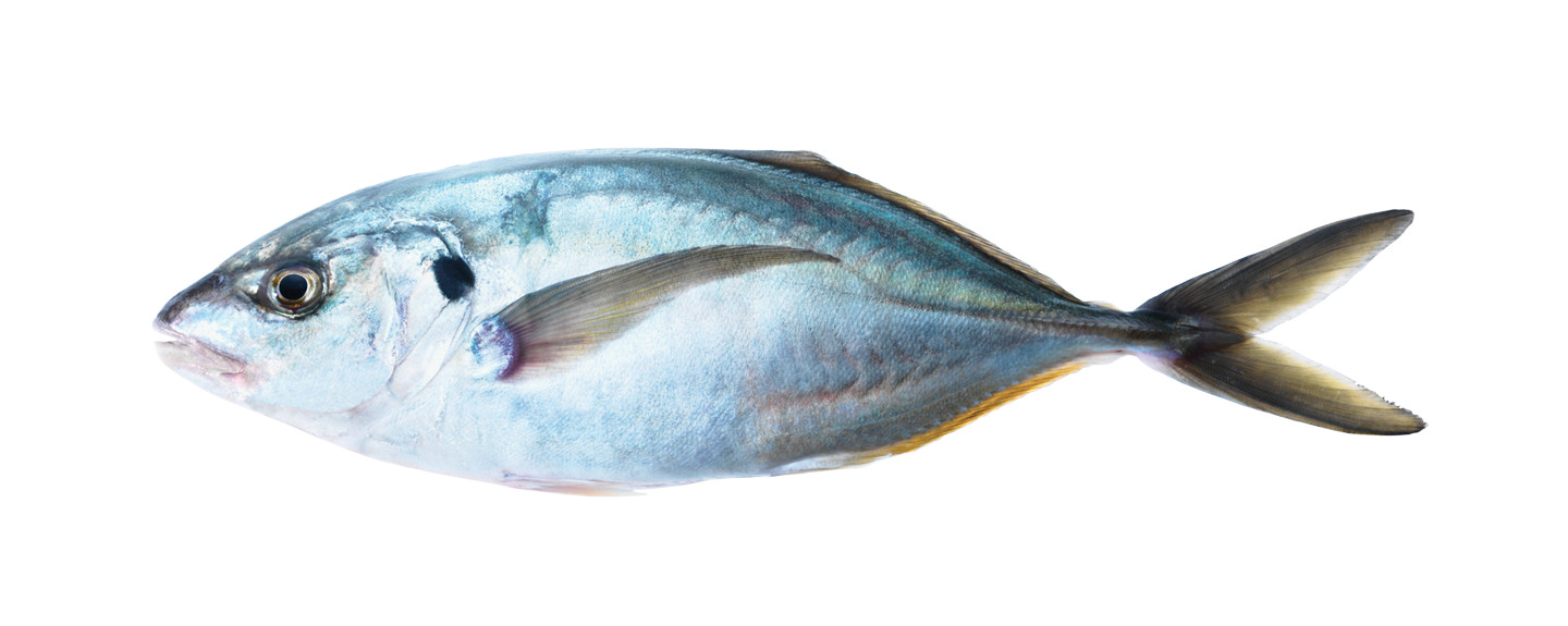 Trevally