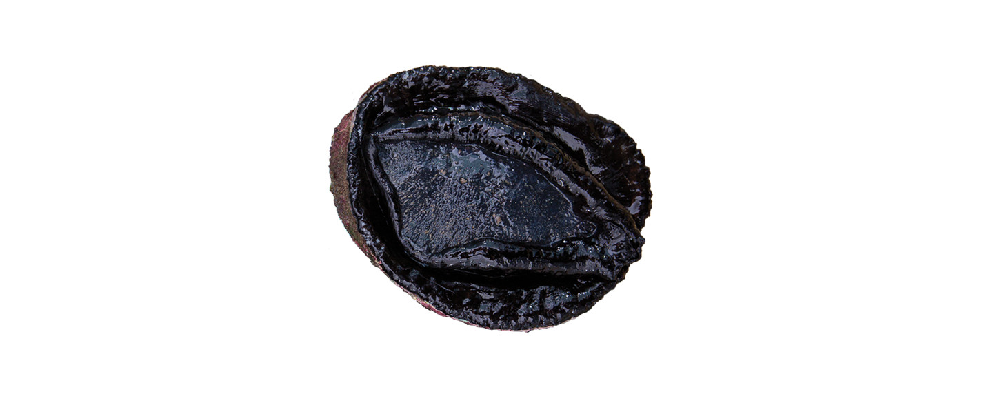 Wild-Abalone