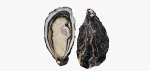 oyster_dropdown3
