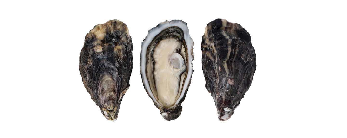 oyster_product_image